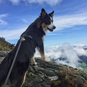 WANDERN MIT HUND – 5 DINGE, DIE DU BEACHTEN SOLLTEST